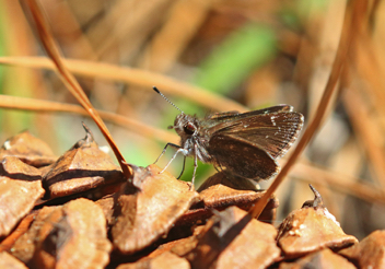 Dusky Roadside-Skipper